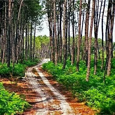 Au ' Bord Des Landes ' 3* Cazalis (Gironde)